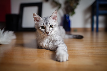 Animals, Cat, To Lie Down, Lie, Paw HD wallpaper