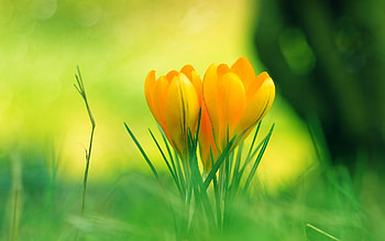 Plants, Flowers HD wallpaper