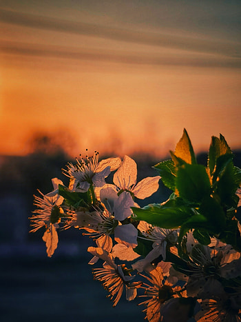 White Flowers, Sunset HD phone wallpaper