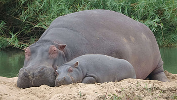 Mother and cub, Hippopotamus HD wallpaper