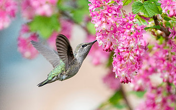 Hummingbird, animal, nature, bird HD wallpaper