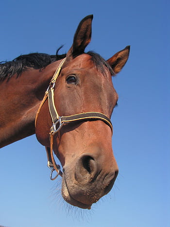 Close-up shot of a brown horse with a halter, set against a clear blue sky. HD phone wallpaper