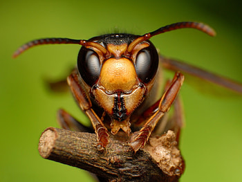i'm watching you, animal, branch, face, insect HD wallpaper
