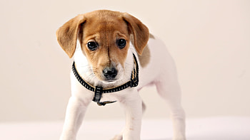 Animals, Dogs HD wallpaper