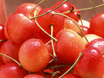 Cherries Freshly Wash, wash, natural, cherries, red, fruits, fresh HD wallpaper