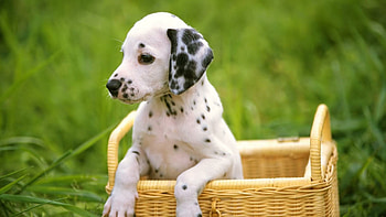Dalmatian, Puppies HD wallpaper