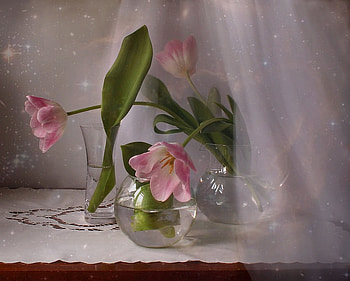 Soft and Delicate, pink, delicate, simple, soft, tulips, lovely HD wallpaper
