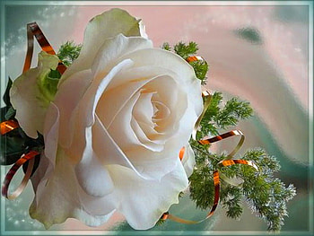 Winter softness, rose, leaves, cream, flower HD wallpaper