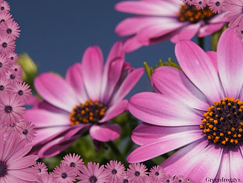 AFRICAN DAISIES, PRETTY, FLOWERS, FRAMED HD wallpaper
