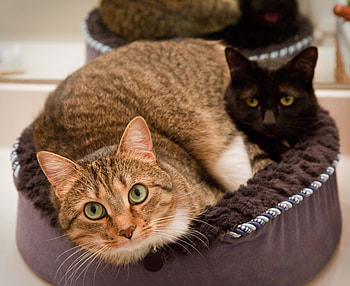 Animals, Cats, To Lie Down, Lie, Fat, Thick HD wallpaper