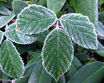 Frozen.., winter, frost, frozen, graphy, green, leaf, nature, macro HD wallpaper