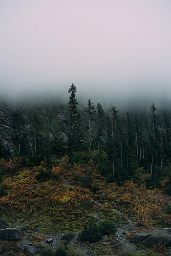 Nature, Rocks, Forest, Fog, Fir, Spruce HD phone wallpaper