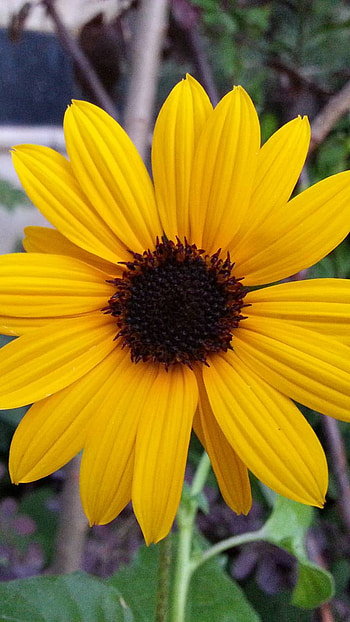 Yellow Daisy, yellow flower, flower, earth, nature, daisy HD phone wallpaper