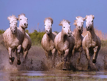 CamargueHorses, horses, white, galloping, france, water, camargue HD wallpaper
