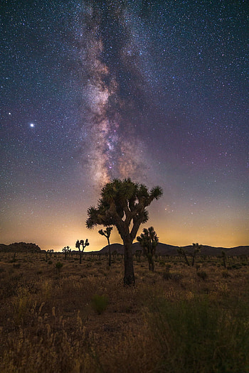 Joshua Tree, Milky Way, Night sky, Sony Alpha HD phone wallpaper