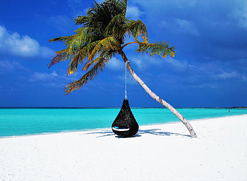 Maldives, islands, palm tree, travel HD wallpaper