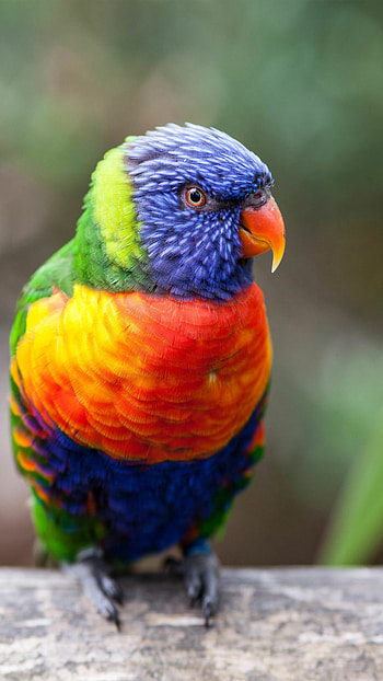 Loriini, Birds HD phone wallpaper