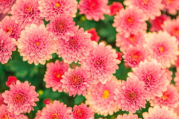 Beautiful pink chrysanthemums in full bloom, creating a vibrant floral display. HD wallpaper