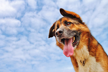 Animals, Background, Sky, Dog, Muzzle, Language, Tongue HD wallpaper