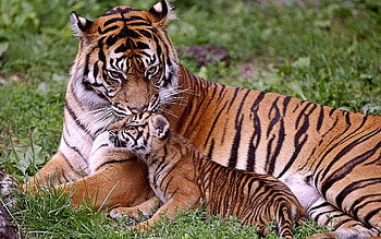 Animals, Tigers HD wallpaper