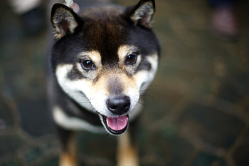 Animals, Dog, Sight, Opinion, Language, Tongue HD wallpaper