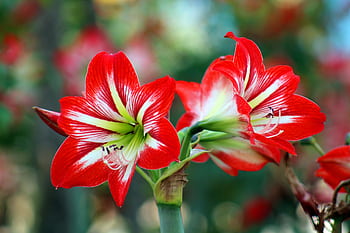 Stunning red and white amaryllis flowers in full bloom, capturing nature's beauty outdoors. HD wallpaper