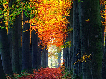 Path-through-Forest, , path, trees, autumn, beautiful, forest HD wallpaper