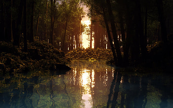 rain forest sun. Â«Â« HD wallpaper