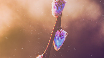 Spring graphy, spring, nature, graphy HD wallpaper