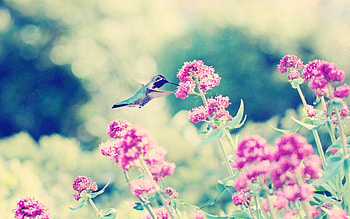 Flowers, Humming-Birds, Macro, Bird, Branches, Stem, Stalk HD wallpaper