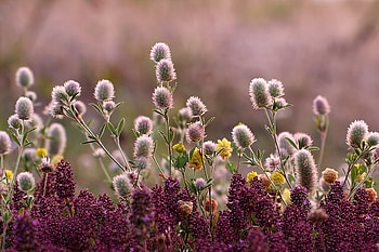 landscape nature, landscape, nature, flowers, color HD wallpaper