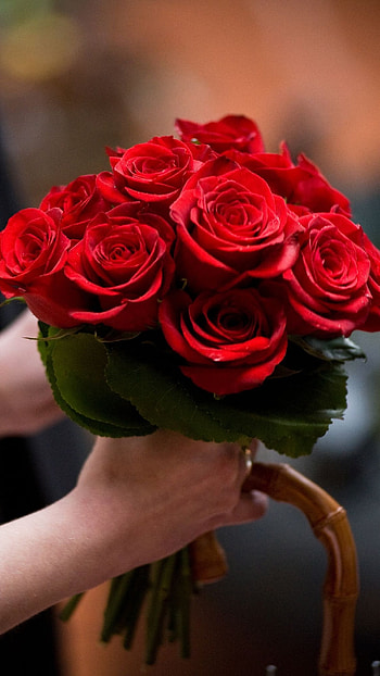 Beautiful Flowers Roses, Love, Red Rose HD phone wallpaper