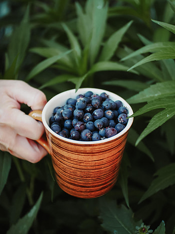 Food, Bilberries, Hand, Cup, Berry HD phone wallpaper