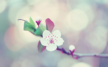 Flower, Macro, Glare, Bloom, Flowering, Branch HD wallpaper