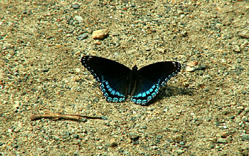 butterly on the ground, ground, butterly HD wallpaper