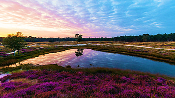 The Heather Blooming, Utrechtse Heuvelrug, The Netherlands, landscape, clouds, trees, flowers, sky, reflections, pond, sunset HD wallpaper