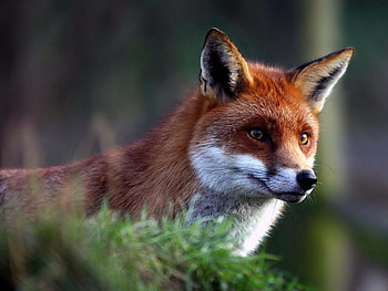 Animals, Fox, Muzzle, Beautiful, Wool HD wallpaper