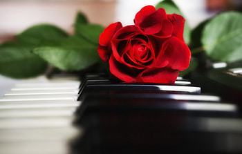 *** Amazing red rose ***, rose, flower, red, nature, flowers HD wallpaper