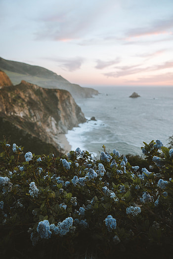 Nature, Flowers, Sea, Lilac, Rocks, Coast HD phone wallpaper