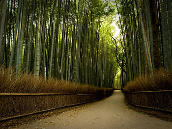 Plants, Landscape, Nature HD wallpaper