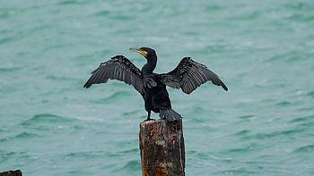 Cormorant, Black water, Stock footage HD wallpaper