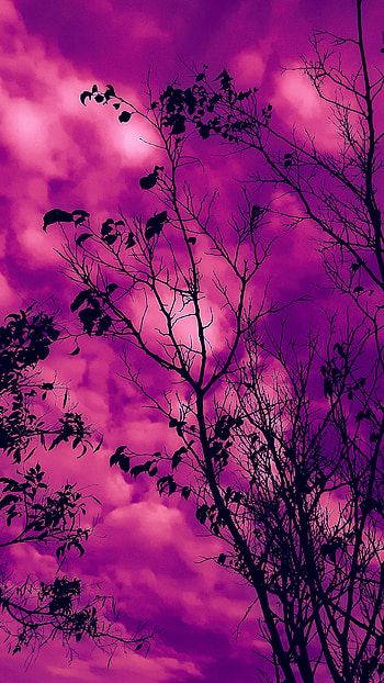 Dia rosado., aesthetic, sky, art, pink, blue, nature, purple, page, day, graphy HD phone wallpaper