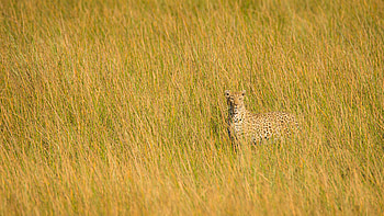 Animals, Grass, Leopard, Predator, Big Cat, Sight, Opinion HD wallpaper