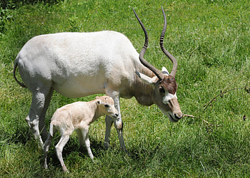 Baby antelope born, On display, Brookfield zoo HD wallpaper