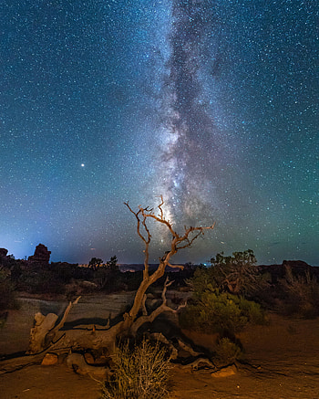 Nature, Night, Bush, Starry Sky, Snag HD phone wallpaper