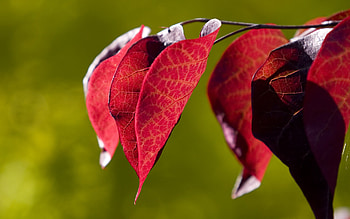 Plants, Leaves HD wallpaper
