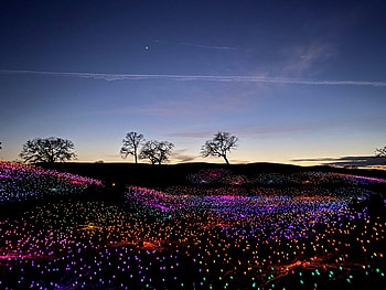Trees, Night, Horizon, Dark, Field, Glow HD wallpaper