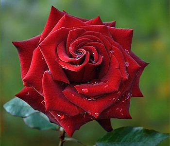 Drops on Red Rose, rose, petals, red, drops, nature, flowers, macro HD wallpaper