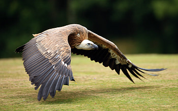 vulture , Bird graphy, Stunning , Striking backgrounds HD wallpaper