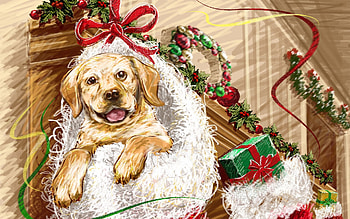 Dog In Christmas Stocking, CHristmas, Dog, In, Stocking HD wallpaper